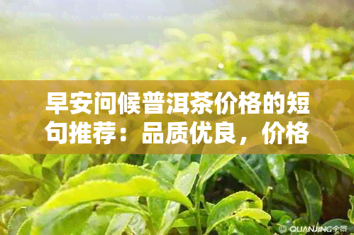 早安问候普洱茶价格的短句推荐：品质优良，价格实