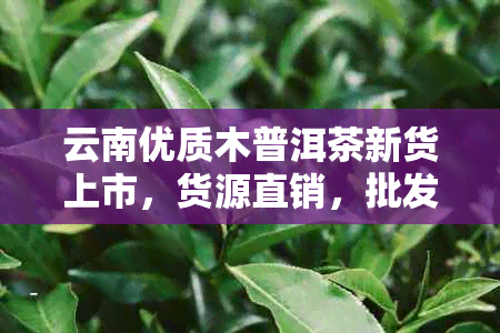 云南优质木普洱茶新货上市，货源直销，批发价格低至优