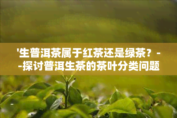 '生普洱茶属于红茶还是绿茶？--探讨普洱生茶的茶叶分类问题'