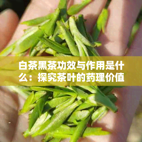 白茶黑茶功效与作用是什么：探究茶叶的理价值和健益处