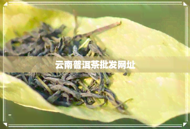 云南普洱茶批发网址