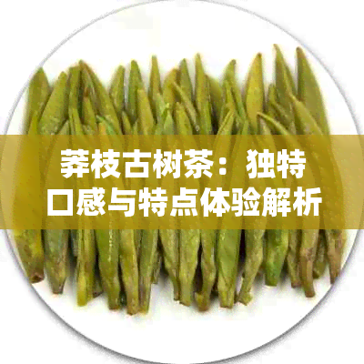 莽枝古树茶：独特口感与特点体验解析