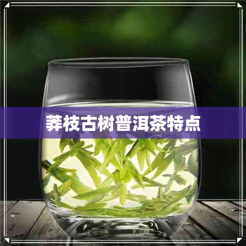 莽枝古树普洱茶特点