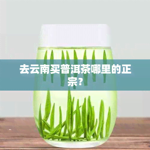 去云南买普洱茶哪里的正宗？