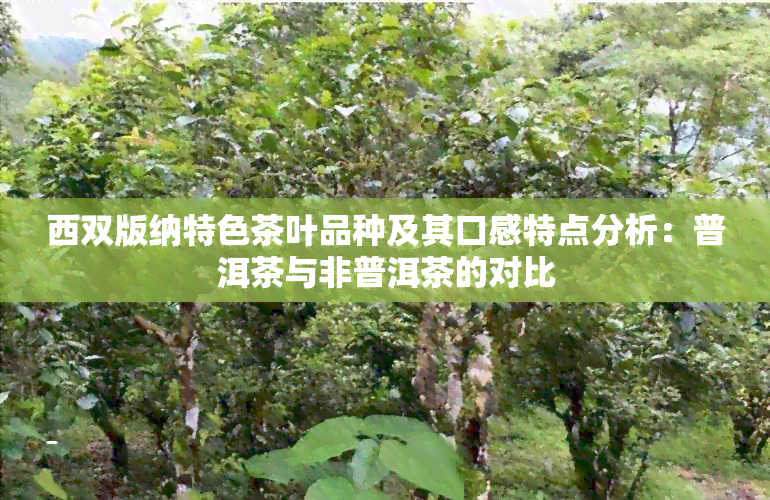 西双版纳特色茶叶品种及其口感特点分析：普洱茶与非普洱茶的对比