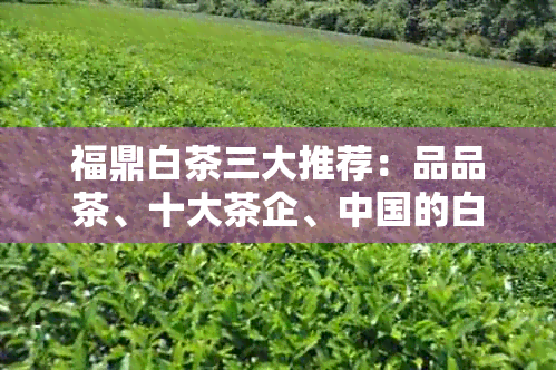 福鼎白茶三大推荐：品品茶、十大茶企、中国的白茶牌子