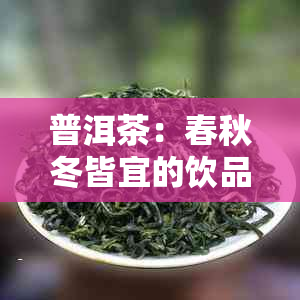 普洱茶：春秋冬皆宜的饮品选择，探讨其对健的影响