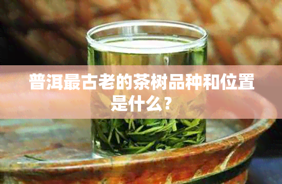 普洱最古老的茶树品种和位置是什么？