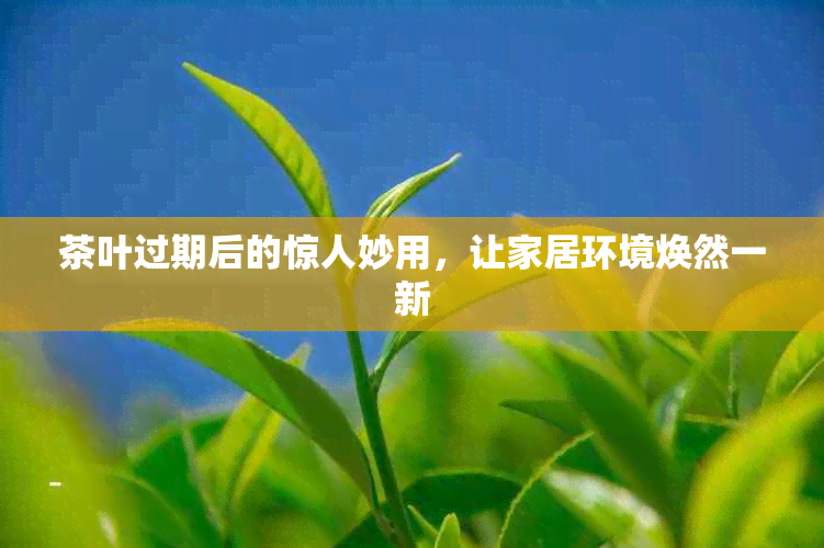 茶叶过期后的惊人妙用，让家居环境焕然一新