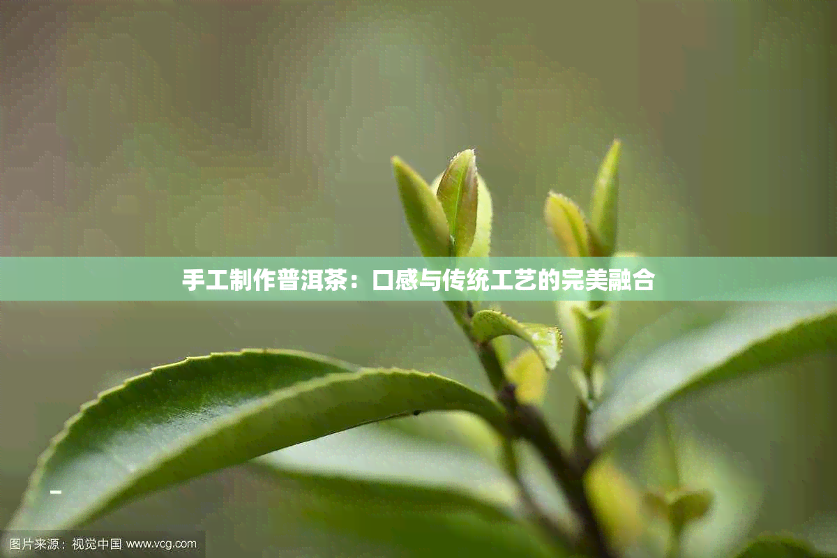 手工制作普洱茶：口感与传统工艺的完美融合