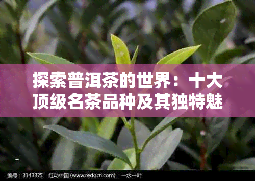 探索普洱茶的世界：十大顶级名茶品种及其独特魅力