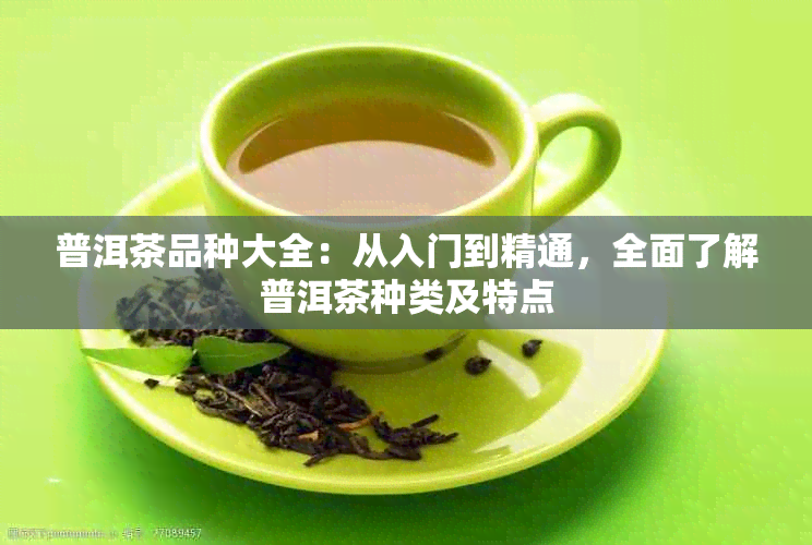 普洱茶品种大全：从入门到精通，全面了解普洱茶种类及特点