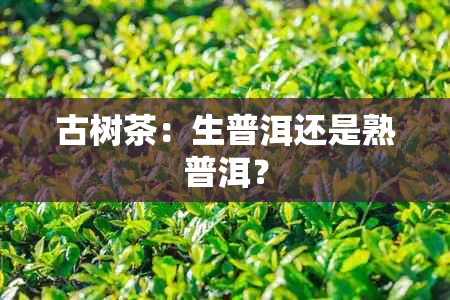 古树茶：生普洱还是熟普洱？