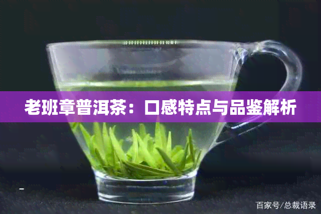 老班章普洱茶：口感特点与品鉴解析