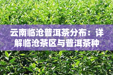 云南临沧普洱茶分布：详解临沧茶区与普洱茶种类及