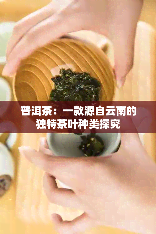 普洱茶：一款源自云南的独特茶叶种类探究