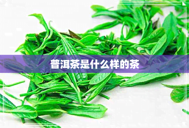 普洱茶是什么样的茶