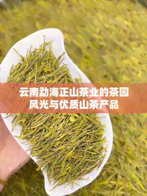 云南勐海正山茶业的茶园风光与优质山茶产品