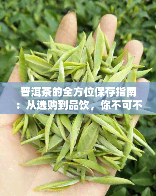 普洱茶的全方位保存指南：从选购到品饮，你不可不知的存放技巧