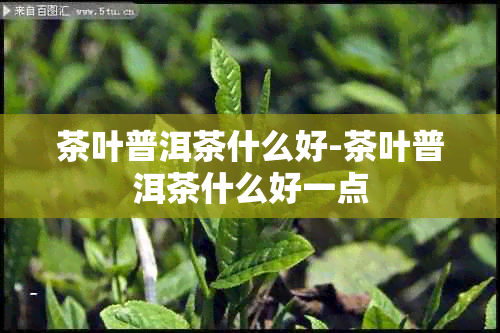 茶叶普洱茶什么好-茶叶普洱茶什么好一点