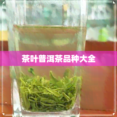 茶叶普洱茶品种大全