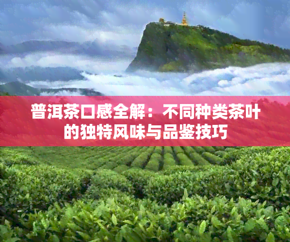 普洱茶口感全解：不同种类茶叶的独特风味与品鉴技巧