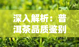 深入解析：普洱茶品质鉴别的五大要素