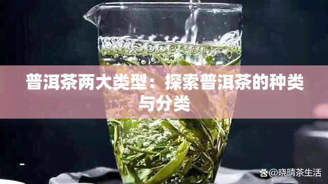 普洱茶两大类型：探索普洱茶的种类与分类