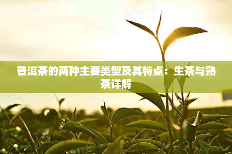 普洱茶的两种主要类型及其特点：生茶与熟茶详解