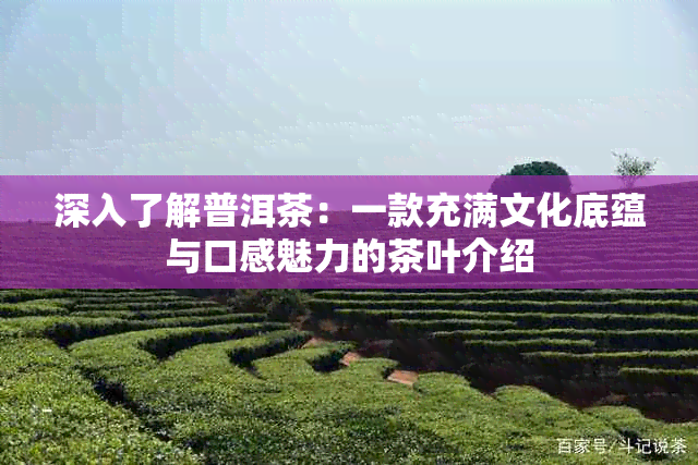 深入了解普洱茶：一款充满文化底蕴与口感魅力的茶叶介绍