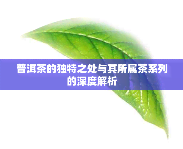 普洱茶的独特之处与其所属茶系列的深度解析