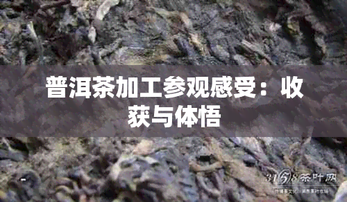 普洱茶加工参观感受：收获与体悟