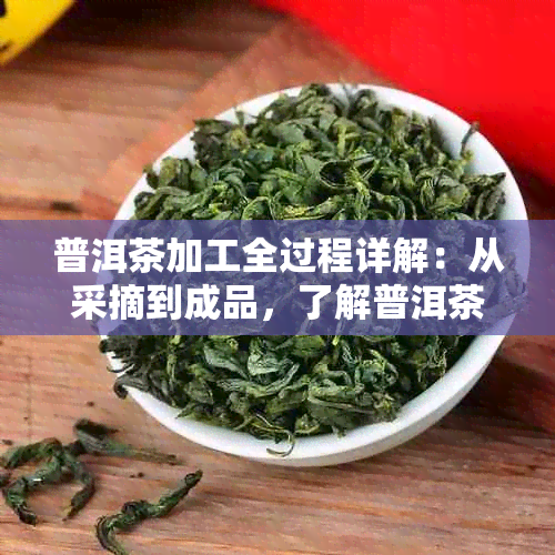 普洱茶加工全过程详解：从采摘到成品，了解普洱茶的制作工艺和品质特点