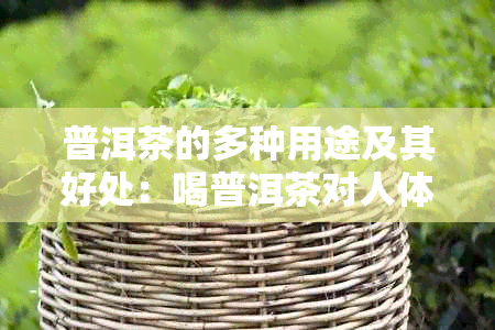 普洱茶的多种用途及其好处：喝普洱茶对人体有哪些益处？