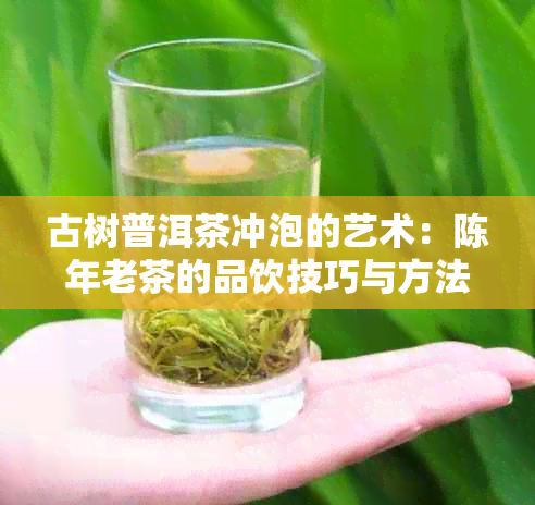 古树普洱茶冲泡的艺术：陈年老茶的品饮技巧与方法