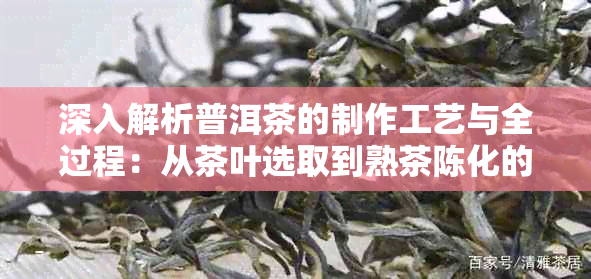 深入解析普洱茶的制作工艺与全过程：从茶叶选取到熟茶陈化的详细步骤