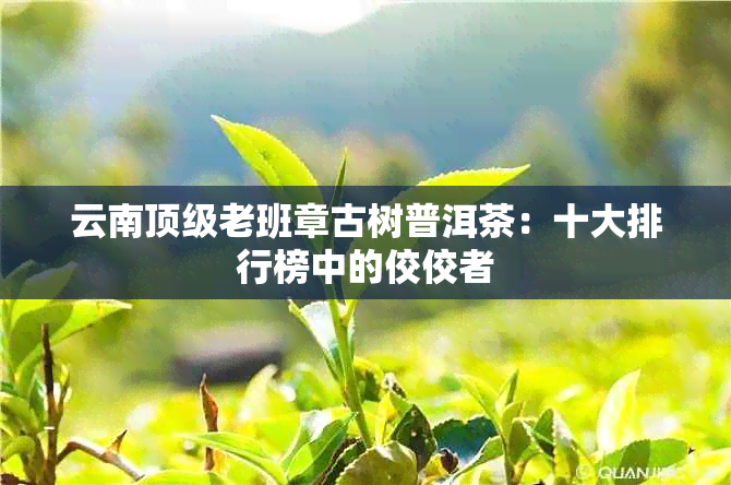 云南顶级老班章古树普洱茶：十大排行榜中的佼佼者