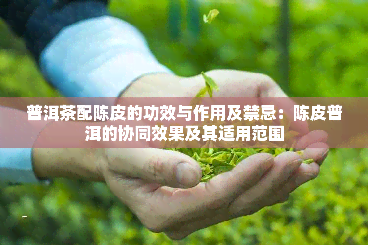 普洱茶配陈皮的功效与作用及禁忌：陈皮普洱的协同效果及其适用范围