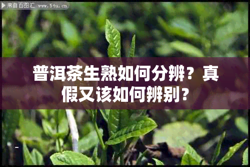 普洱茶生熟如何分辨？真假又该如何辨别？