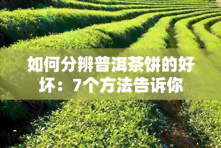 如何分辨普洱茶饼的好坏：7个方法告诉你