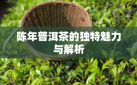 陈年普洱茶的独特魅力与解析