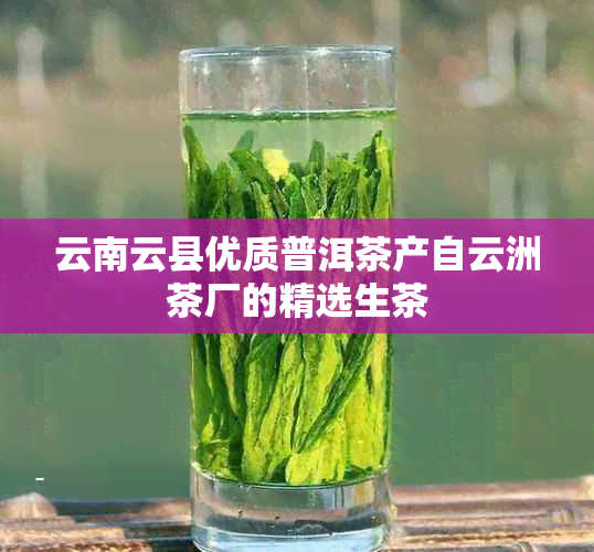 云南云县优质普洱茶产自云洲茶厂的精选生茶