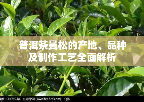 普洱茶曼松的产地、品种及制作工艺全面解析