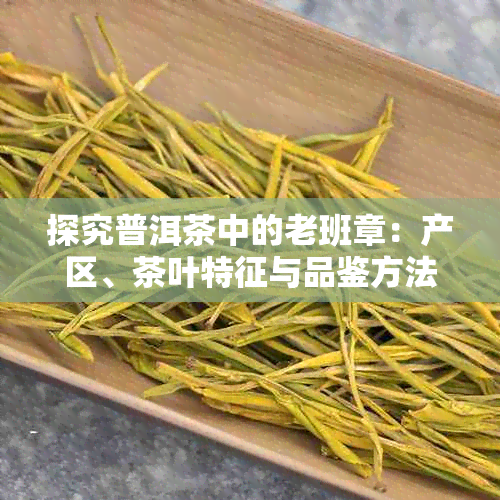 探究普洱茶中的老班章：产区、茶叶特征与品鉴方法