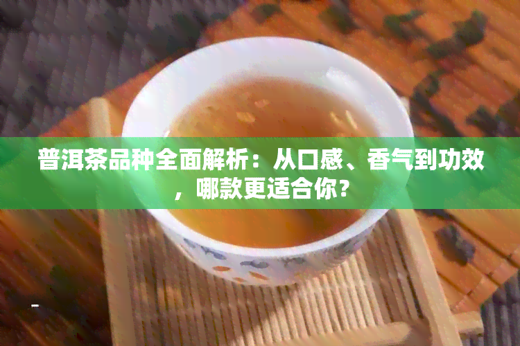 普洱茶品种全面解析：从口感、香气到功效，哪款更适合你？