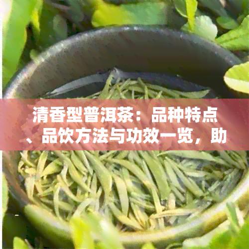 清香型普洱茶：品种特点、品饮方法与功效一览，助你全面了解与选购