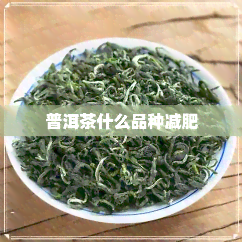 普洱茶什么品种减肥