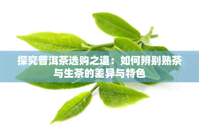 探究普洱茶选购之道：如何辨别熟茶与生茶的差异与特色