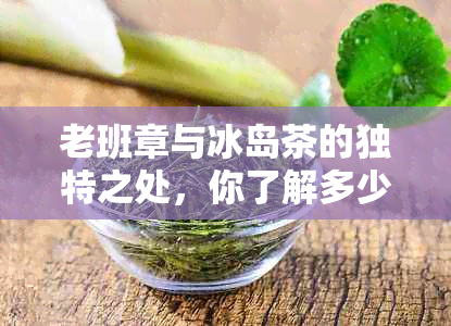 老班章与冰岛茶的独特之处，你了解多少？