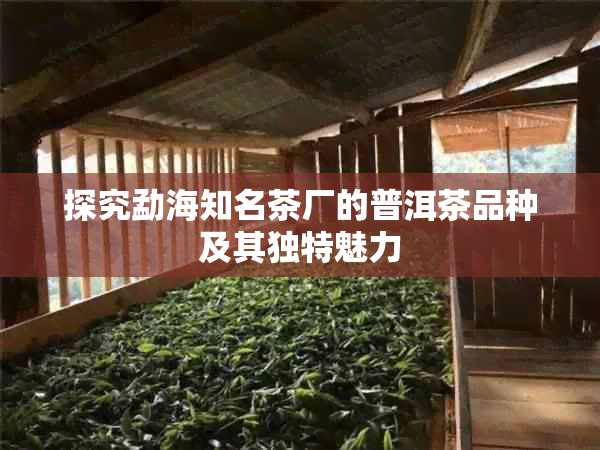 探究勐海知名茶厂的普洱茶品种及其独特魅力